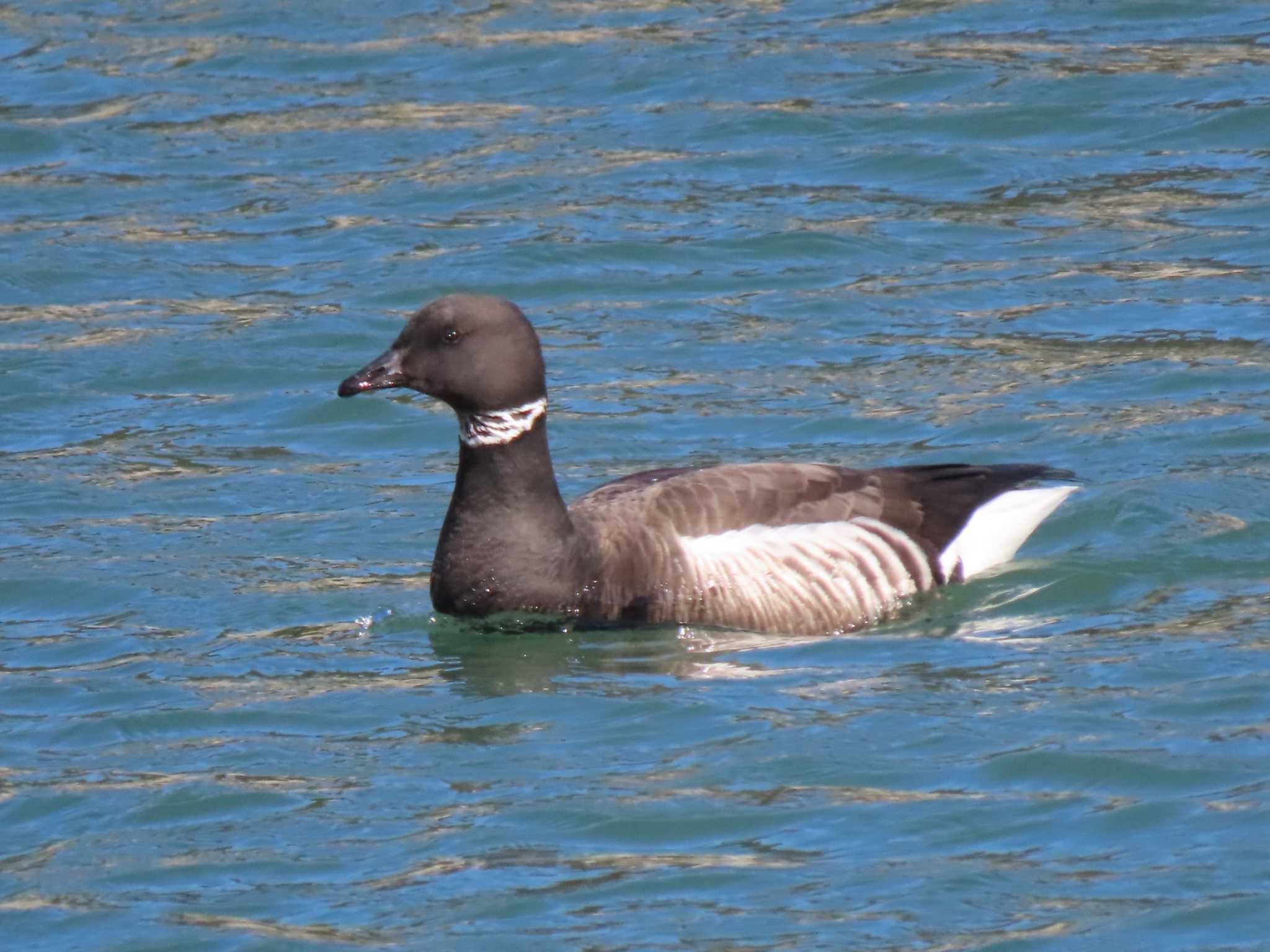 Brant Goose