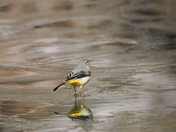 2024年1月27日(土) 神奈川県自然環境保全センターの野鳥観察記録