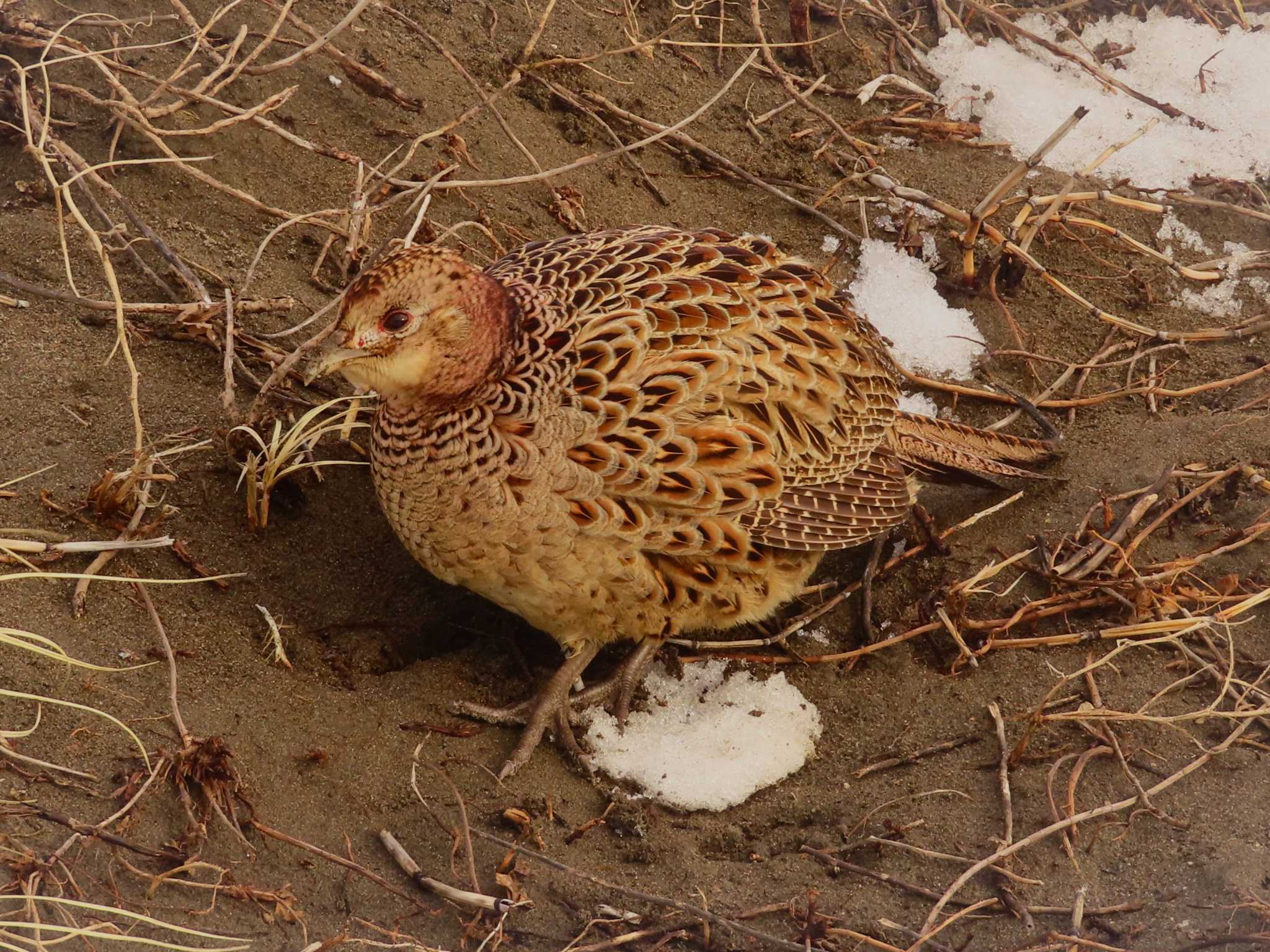 コウライキジ