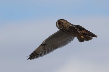 Long-eared Owl 北海道　函館市　函館空港 Sat, 1/27/2024