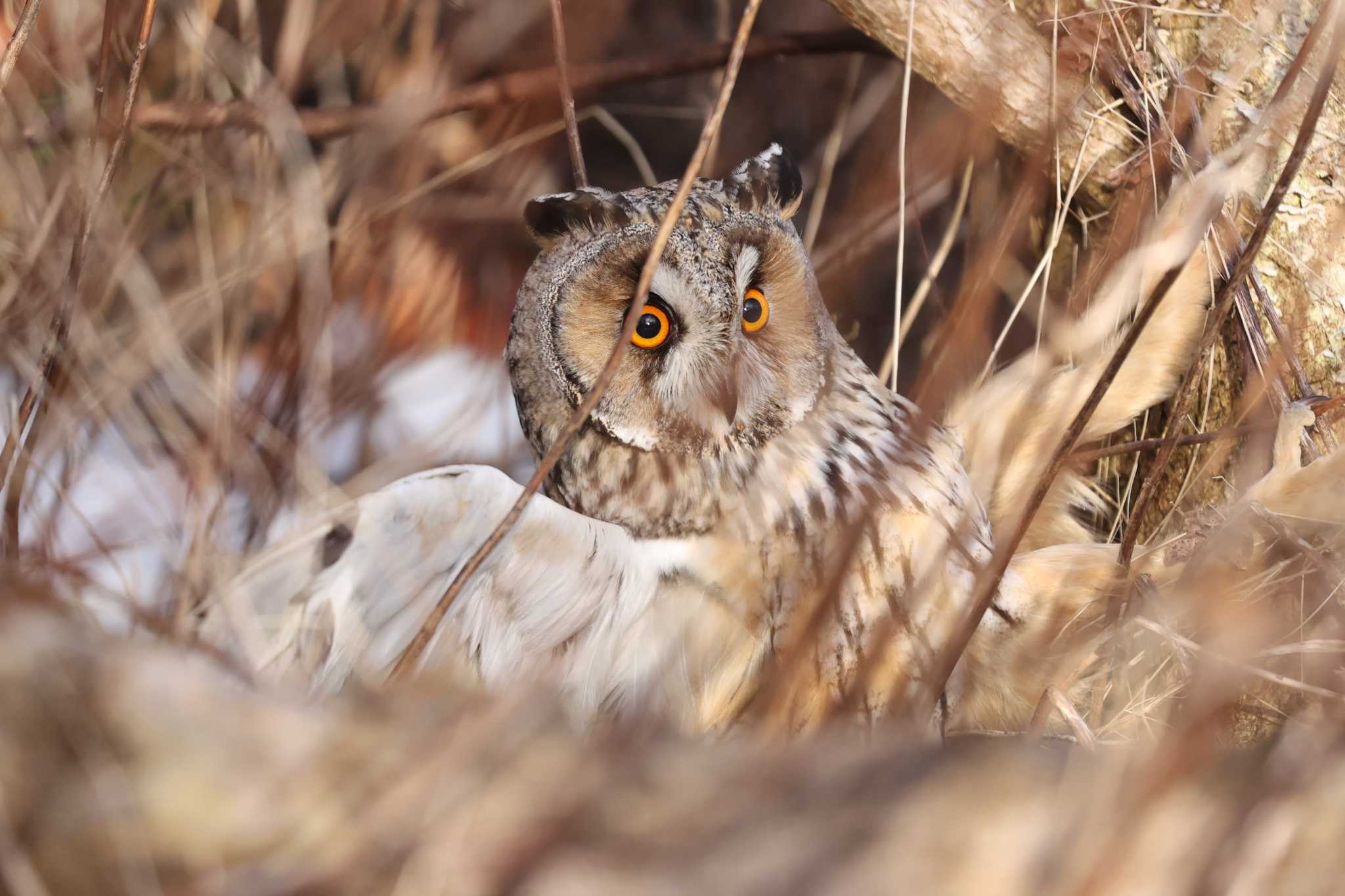 コミミズクではなくトラフズクでした。 by 野鳥好き