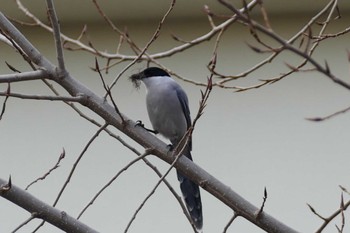 Azure-winged Magpie 東京都 Fri, 1/19/2024