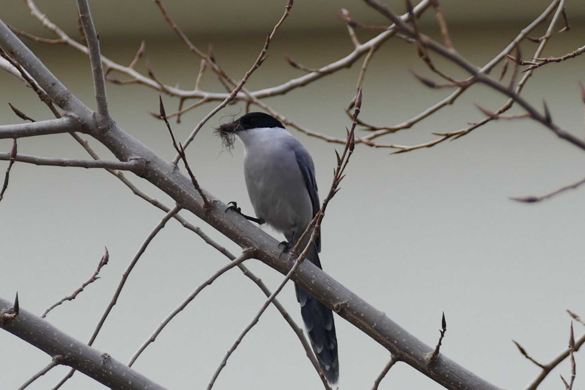 Photo of Azure-winged Magpie at 東京都 by アカウント5509