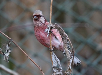 Siberian Long-tailed Rosefinch Hayatogawa Forest Road Sat, 1/27/2024