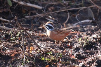 ホオジロ 守谷野鳥のみち 2024年1月27日(土)