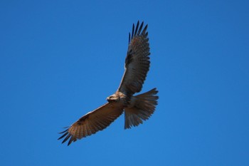 ノスリ 守谷野鳥のみち 2024年1月27日(土)