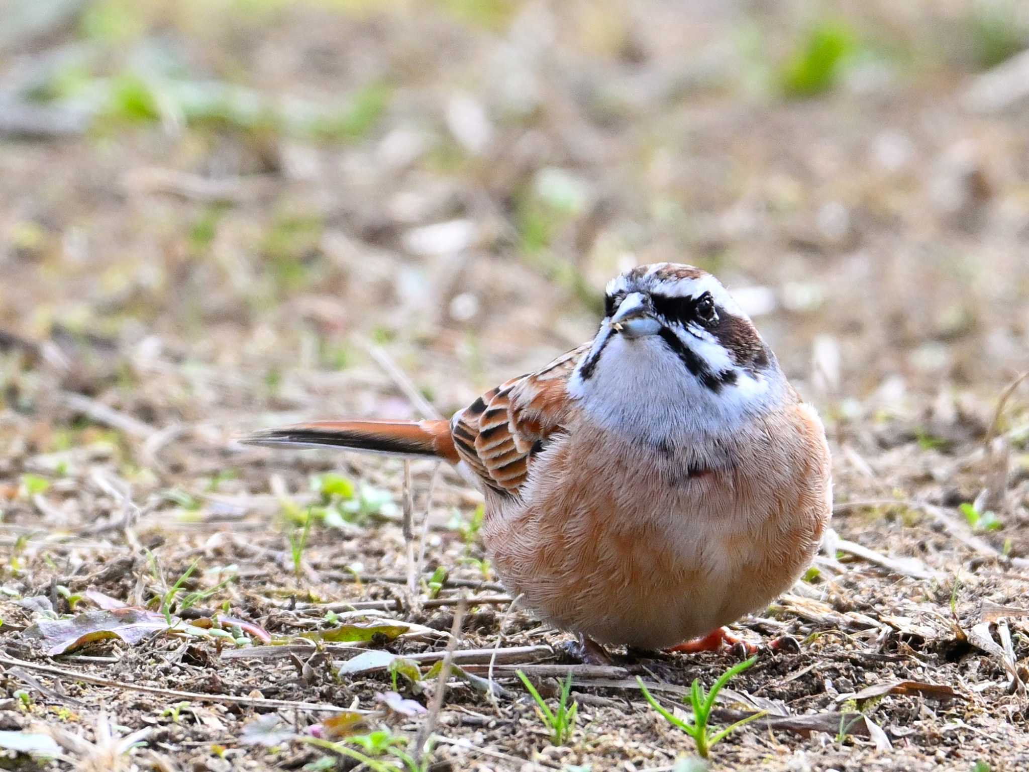 Meadow Bunting