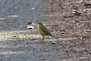 ルリビタキ 秋ヶ瀬公園(野鳥の森) 2024年1月27日(土)