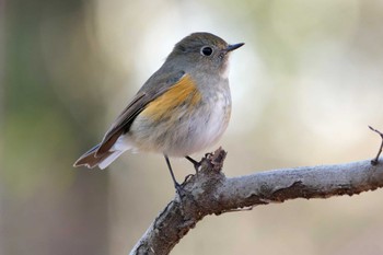 ルリビタキ 秋ヶ瀬公園(野鳥の森) 2024年1月27日(土)