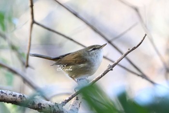 ウグイス 秋ヶ瀬公園 2024年1月27日(土)