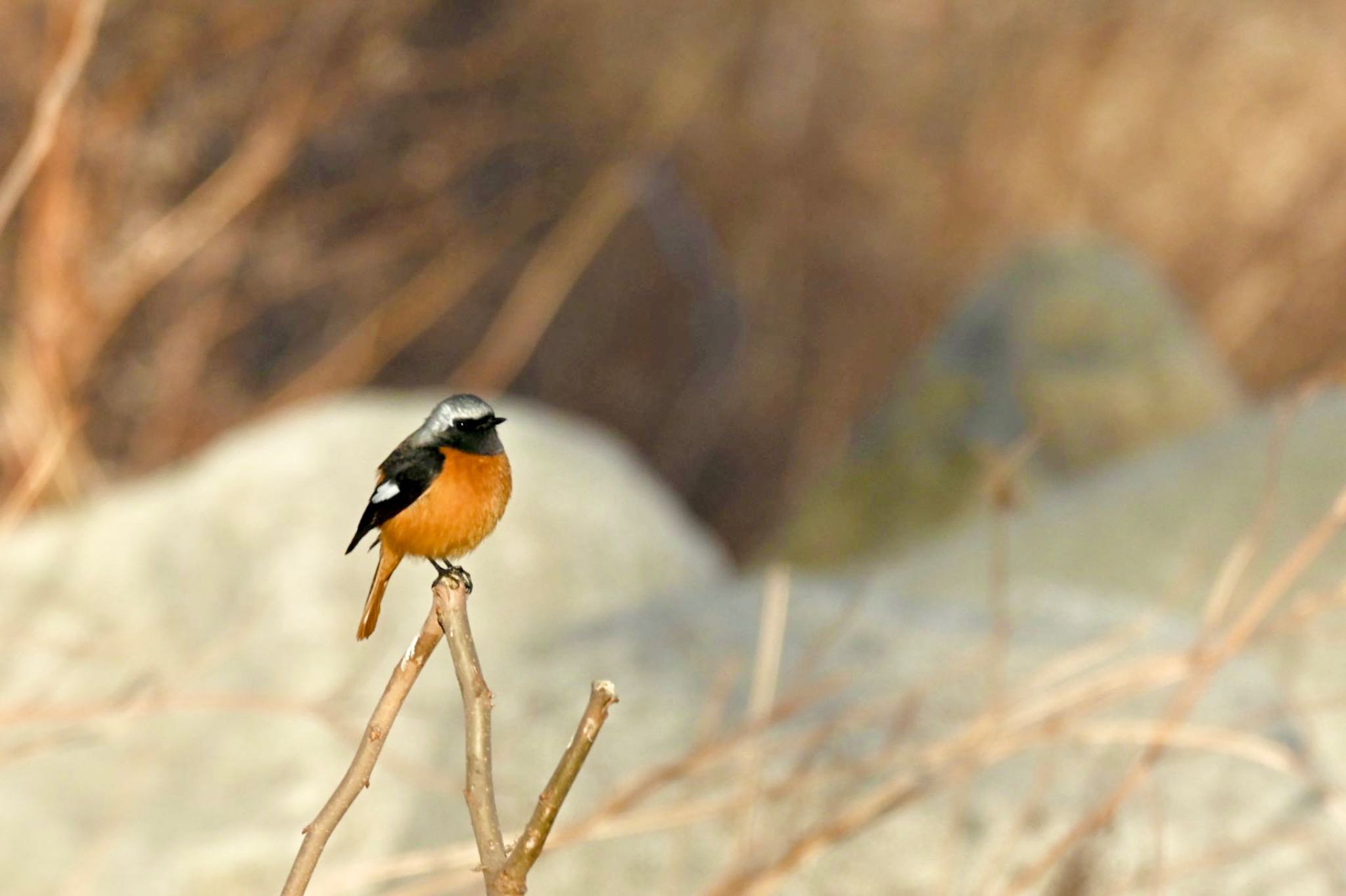 Daurian Redstart