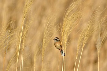 Sat, 1/27/2024 Birding report at 山梨県森林公園金川の森(山梨県笛吹市)