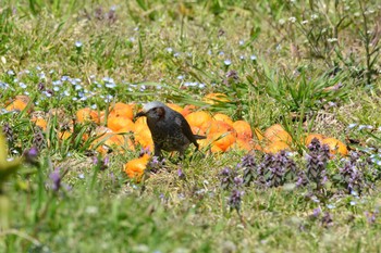 Brown-eared Bulbul 加木屋緑地 Wed, 3/14/2018