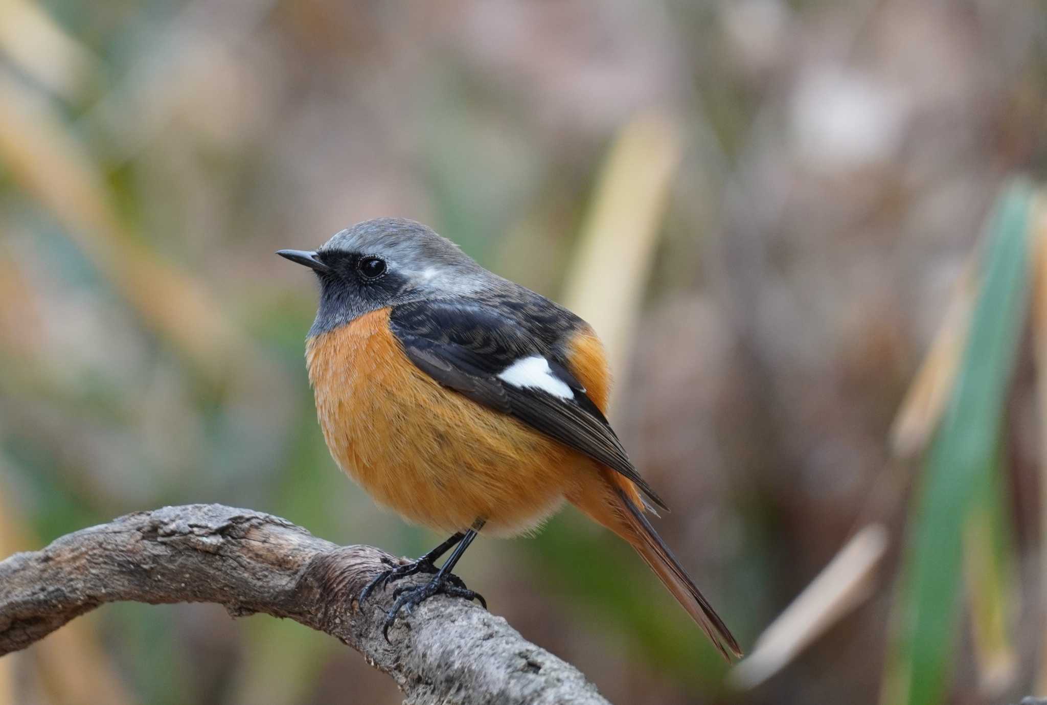 Daurian Redstart