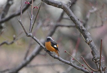 Daurian Redstart 大阪府 Fri, 1/26/2024