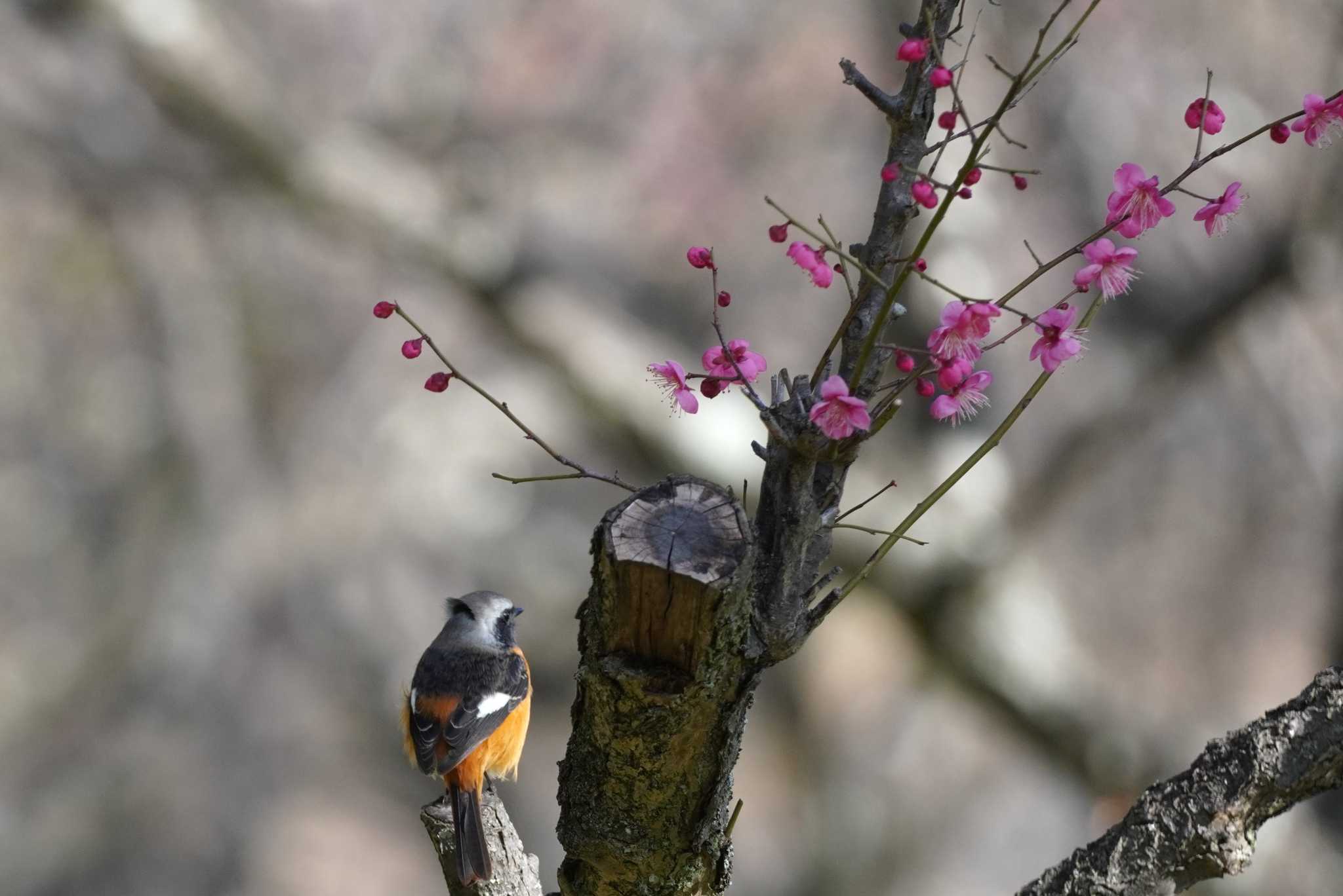 Daurian Redstart