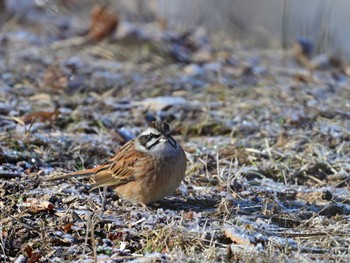 2024年1月27日(土) 八ヶ岳自然文化園の野鳥観察記録