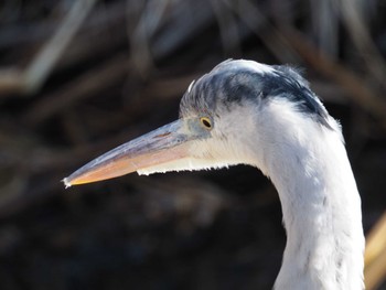 Grey Heron 多々良沼 Thu, 1/18/2024