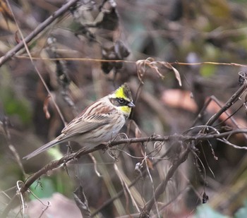 Yellow-throated Bunting 東京都多摩地域 Fri, 1/26/2024