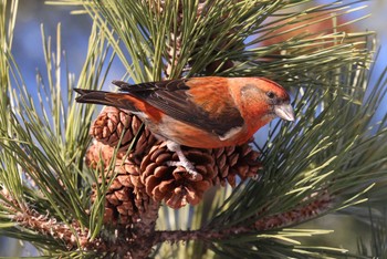 Red Crossbill 北海道 函館市 東山 Sat, 1/27/2024