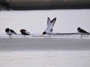 Eurasian Oystercatcher Sambanze Tideland Mon, 1/22/2024