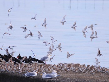 Vega Gull Sambanze Tideland Mon, 1/22/2024