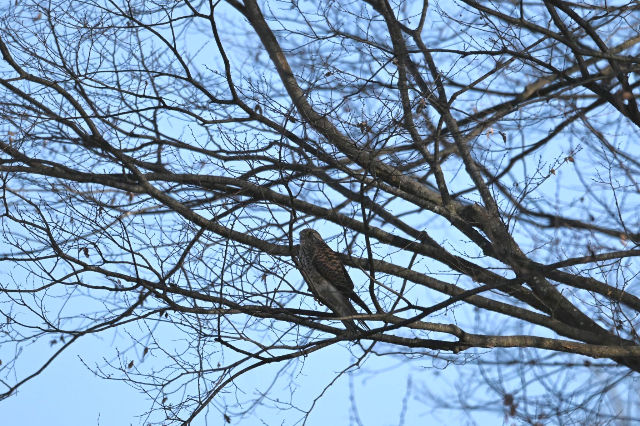 Common Kestrel