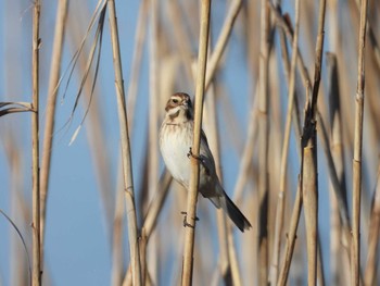 オオジュリン 鉾田市 みのわ水鳥公園 2024年1月27日(土)