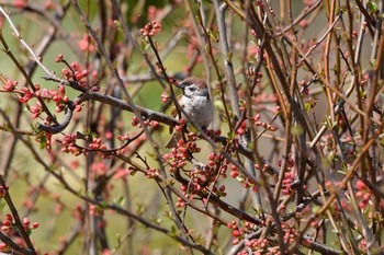 2018年3月14日(水) 加木屋緑地の野鳥観察記録