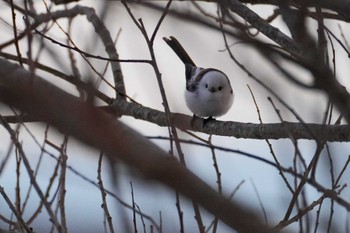 Long-tailed tit(japonicus) Lake Utonai Sat, 1/27/2024