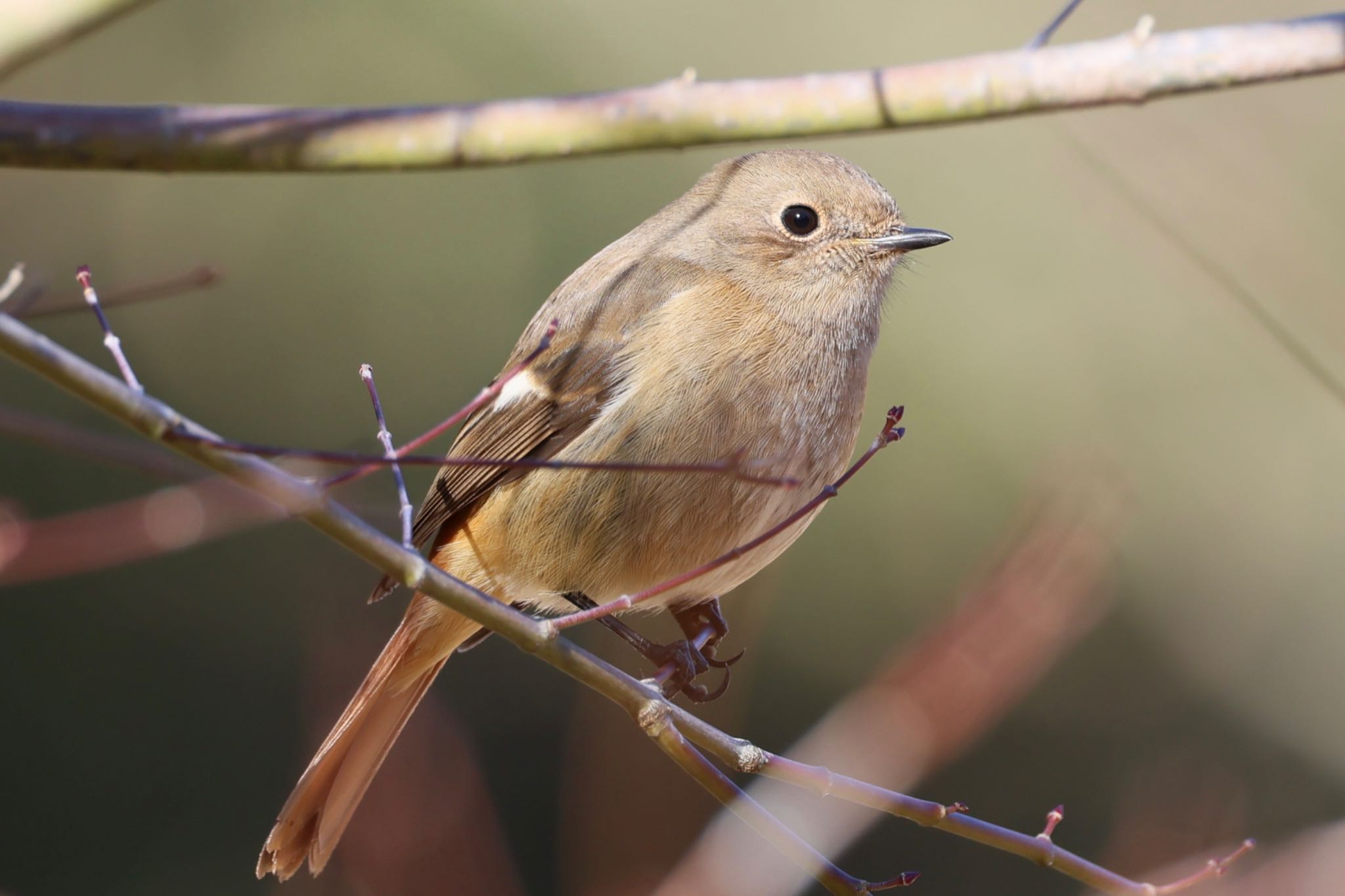 Photo of Daurian Redstart at 愛知県森林公園 by フーさん