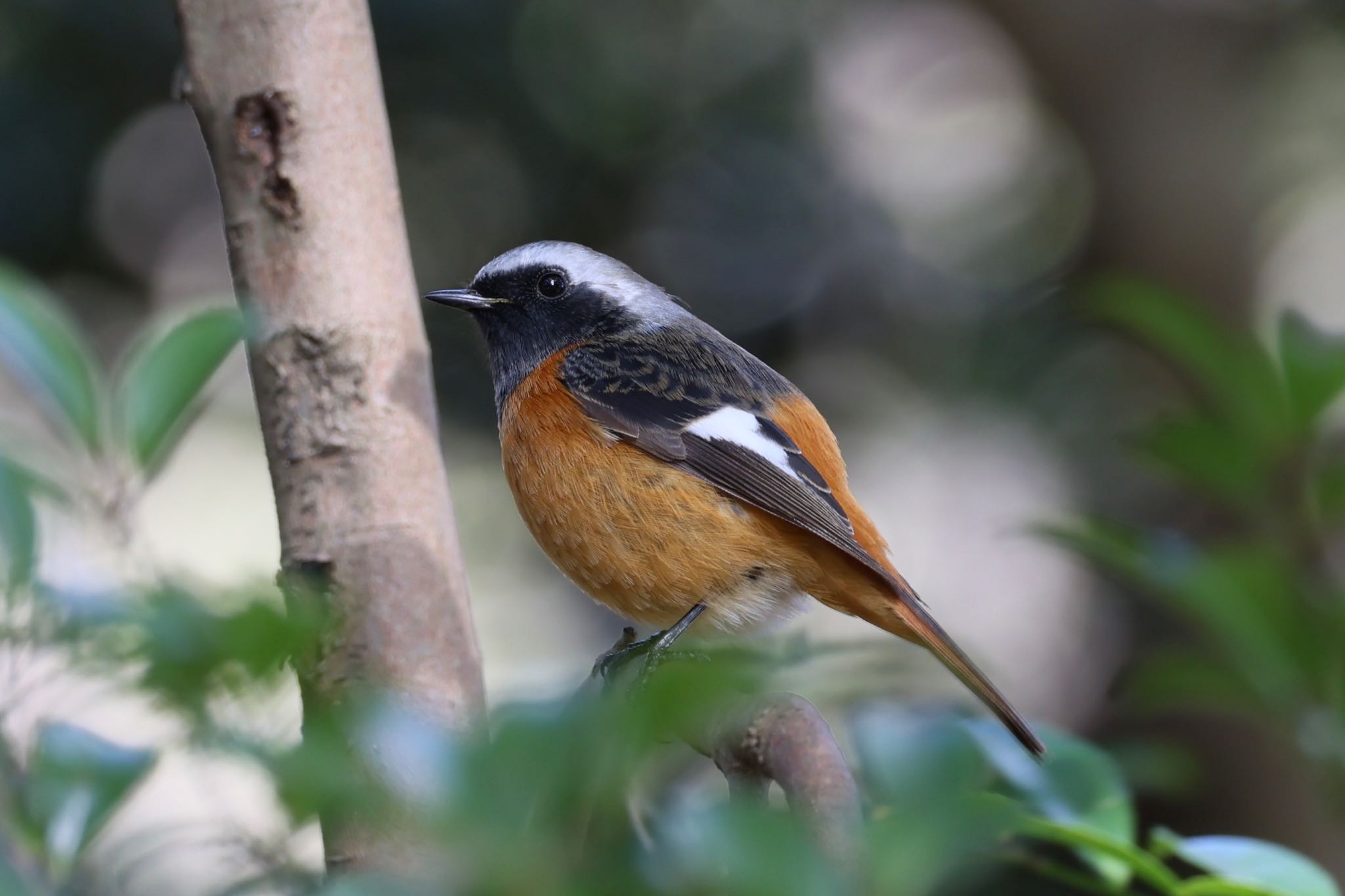 Photo of Daurian Redstart at 愛知県森林公園 by フーさん