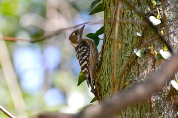 Japanese Pygmy Woodpecker 加木屋緑地 Wed, 3/14/2018