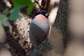 ウソ 秋ヶ瀬公園(野鳥の森) 2024年1月27日(土)