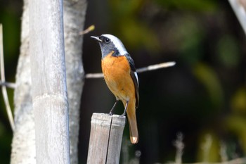 Daurian Redstart 加木屋緑地 Wed, 3/14/2018