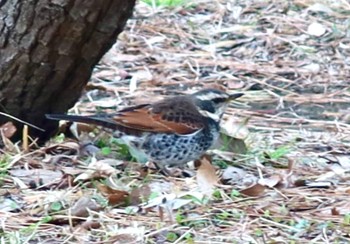 Dusky Thrush 平塚市総合公園 Sat, 1/27/2024