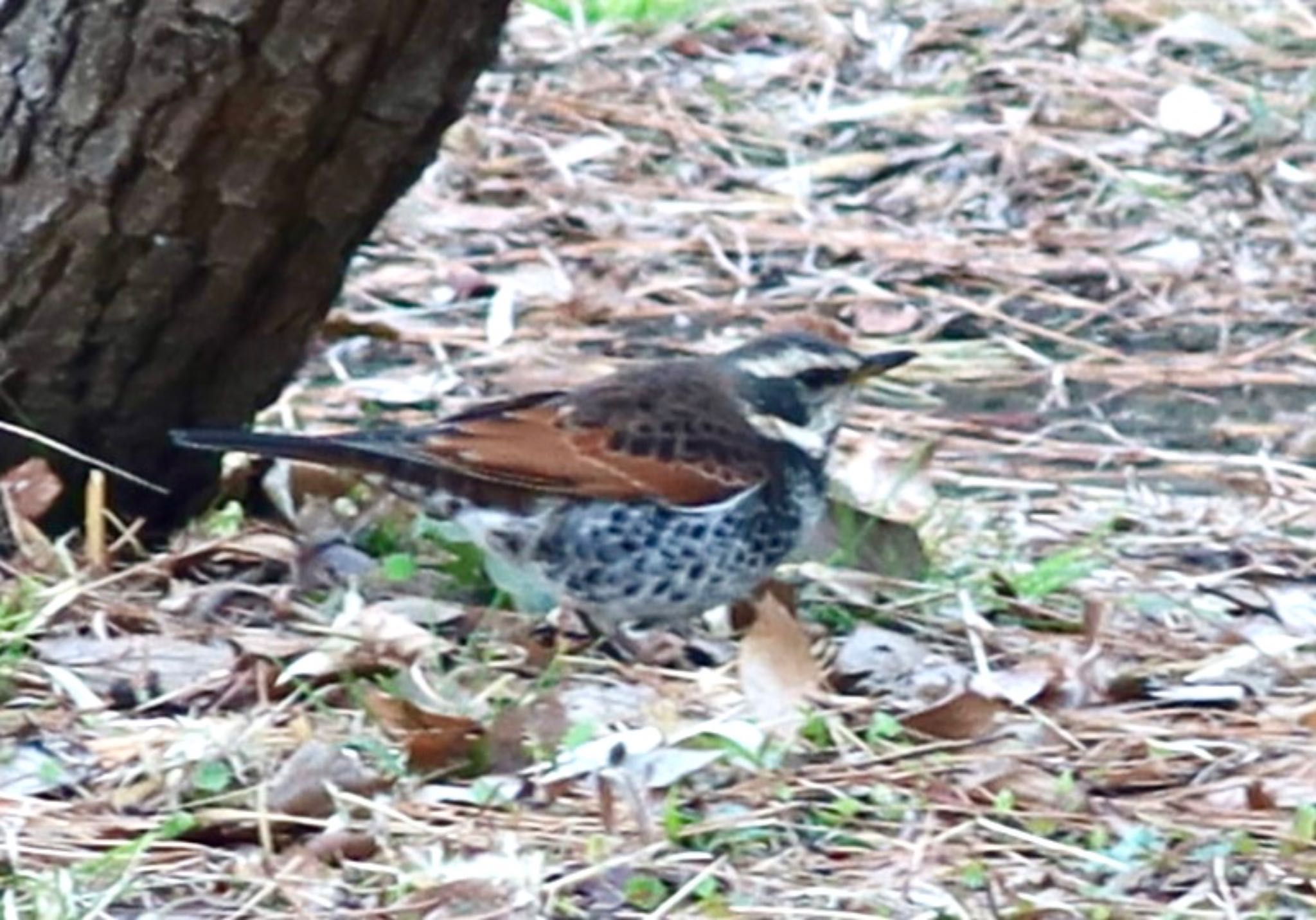 Photo of Dusky Thrush at 平塚市総合公園 by ひこうき雲