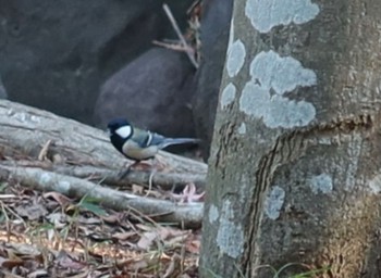 Japanese Tit 平塚市総合公園 Sat, 1/27/2024