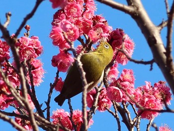 Sat, 1/27/2024 Birding report at 平塚市総合公園