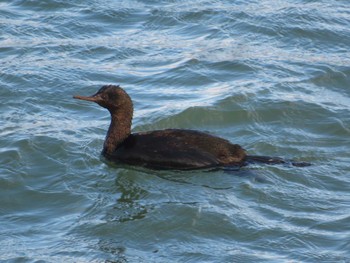 Pelagic Cormorant 石狩川河口 Sat, 1/27/2024