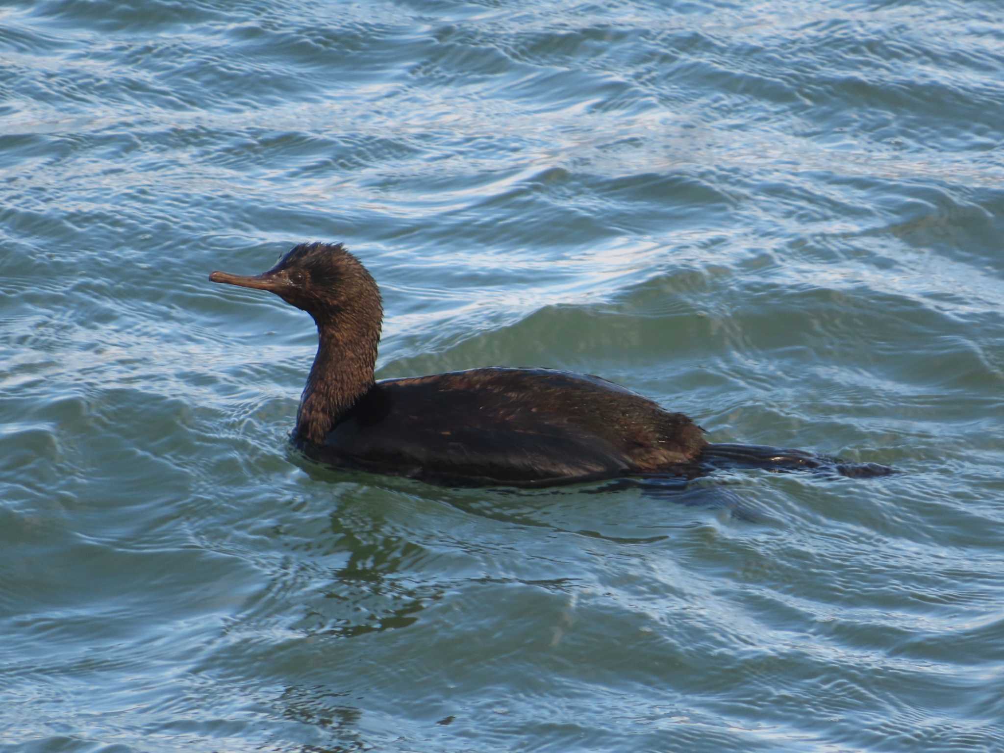 Photo of Pelagic Cormorant at 石狩川河口 by ゆ