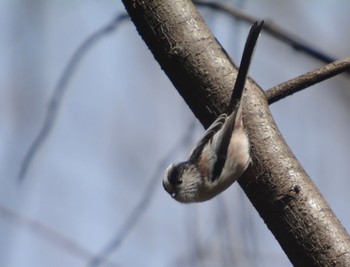 Long-tailed Tit 伊木山 Sat, 1/27/2024