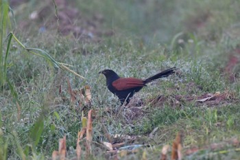 Greater Coucal Doi Pha Hom Pok National Park Thu, 2/23/2023