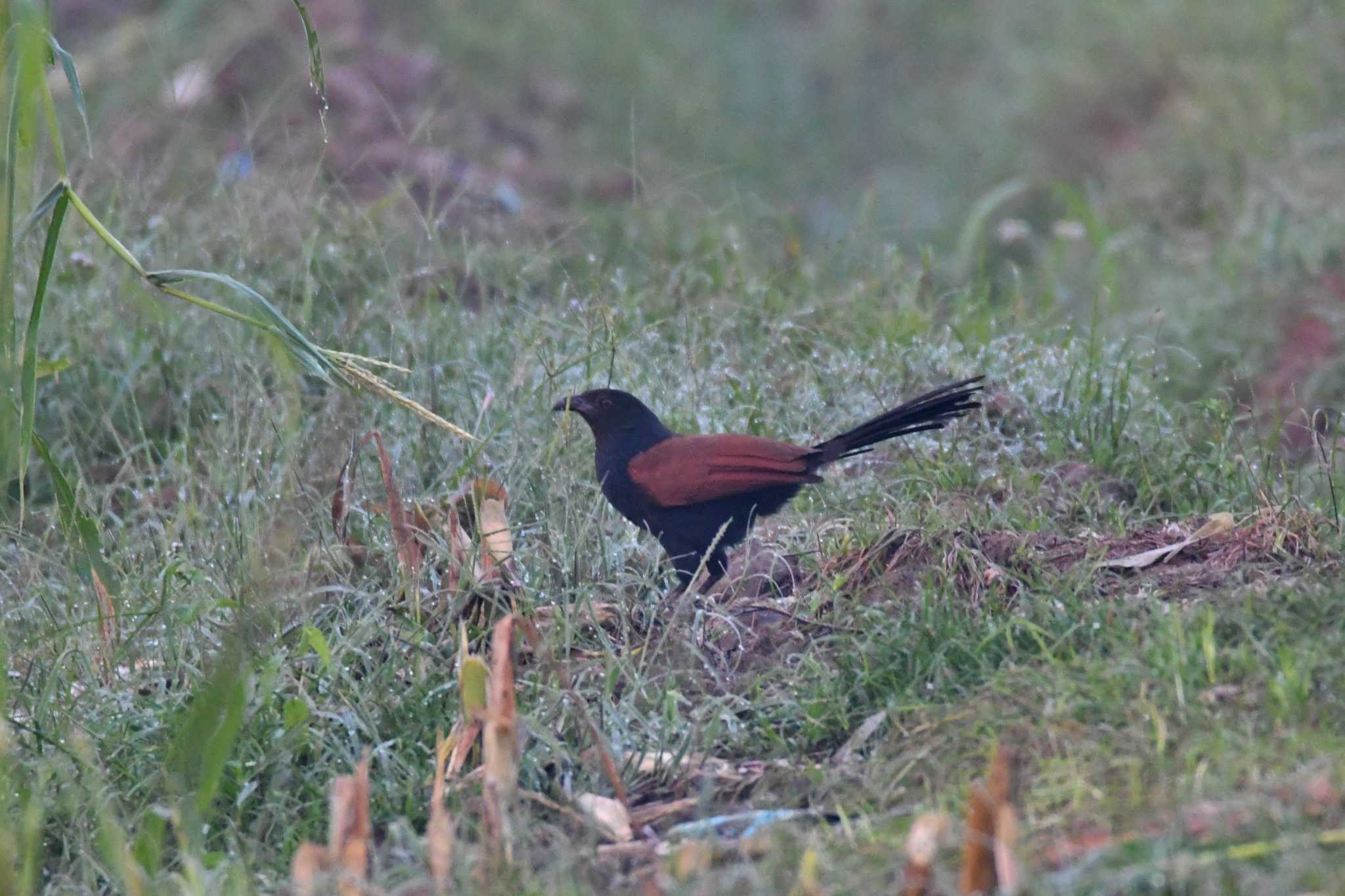 Doi Pha Hom Pok National Park オオバンケンの写真 by あひる