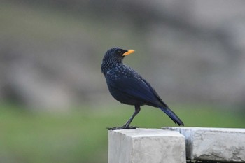 オオルリチョウ Doi Pha Hom Pok National Park 2023年2月23日(木)