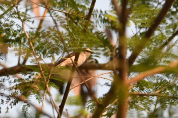 サンショウクイ Doi Pha Hom Pok National Park 2023年2月23日(木)