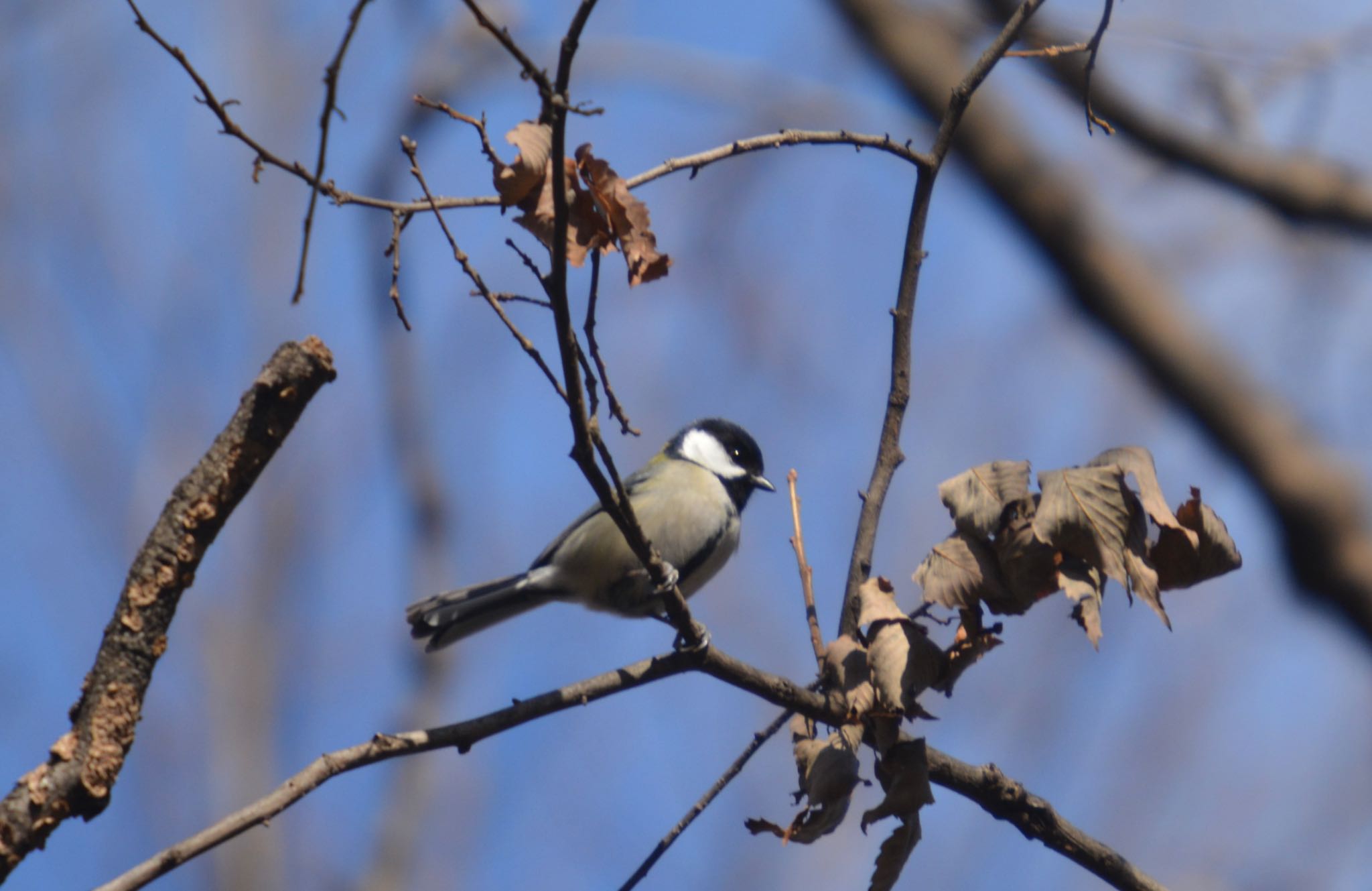 Photo of Japanese Tit at 伊木山 by noel2023