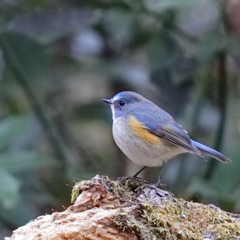 Red-flanked Bluetail くろんど園地 Sat, 1/27/2024