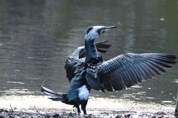 Sat, 1/27/2024 Birding report at 愛鷹広域公園