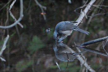 Brown-eared Bulbul 愛鷹広域公園 Sat, 1/27/2024